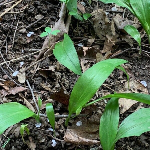 Allium ursinum Leaf