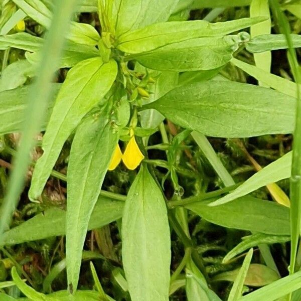 Melampyrum sylvaticum 花