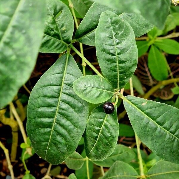 Rauvolfia tetraphylla ഇല