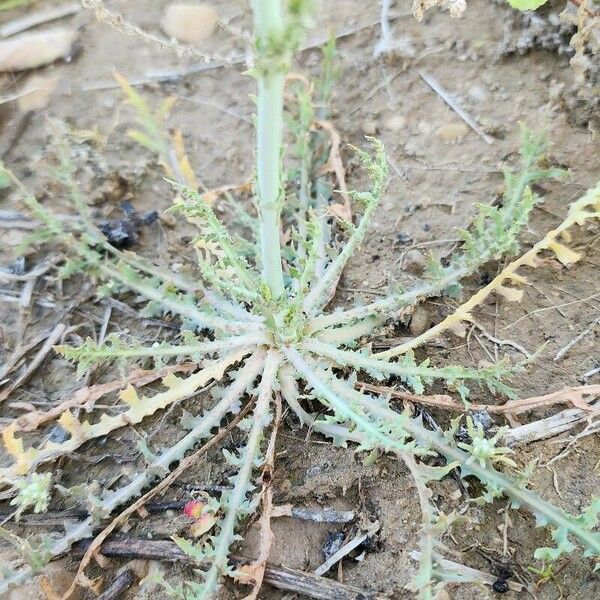 Launaea mucronata Leht