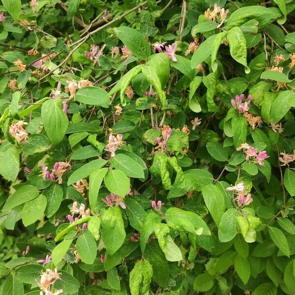 Lonicera tatarica Elinympäristö