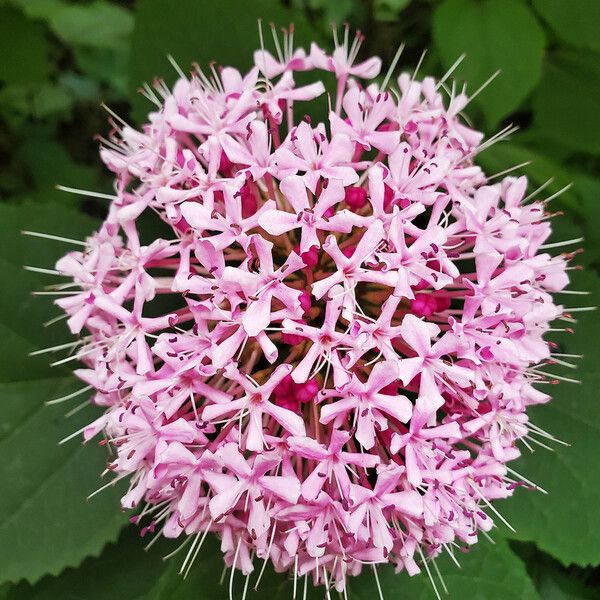 Clerodendrum bungei 花