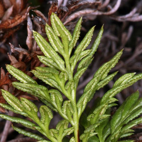 Aspidotis densa Leaf