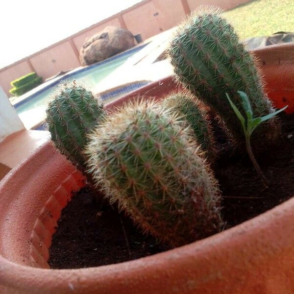 Echinocereus pectinatus Folla