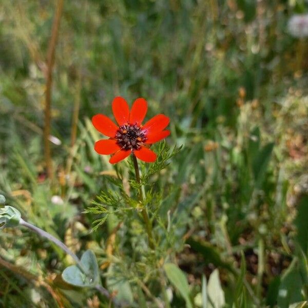 Adonis flammea Flower