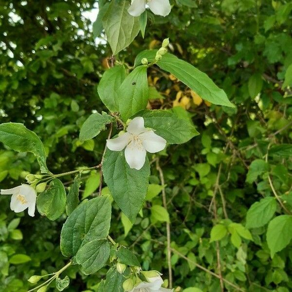 Philadelphus coronarius Flower