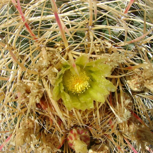 Ferocactus cylindraceus 花
