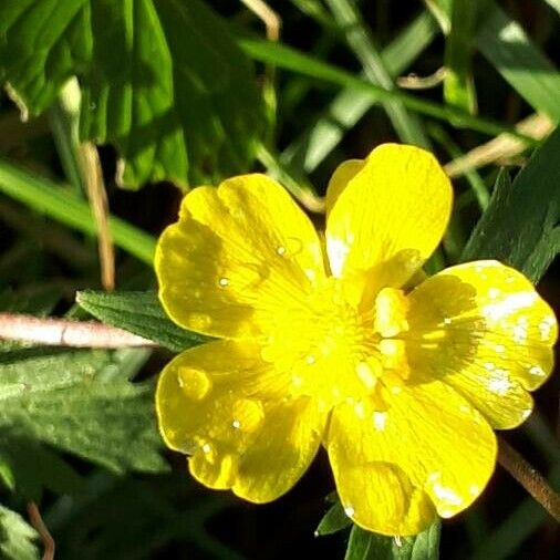 Ranunculus repens പുഷ്പം