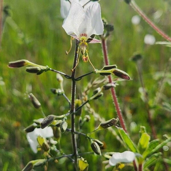 Aneilema hockii Flower