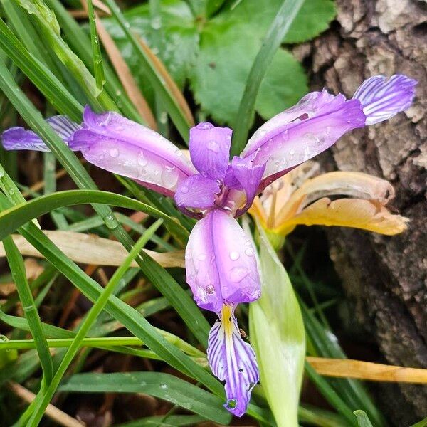 Iris graminea Blodyn