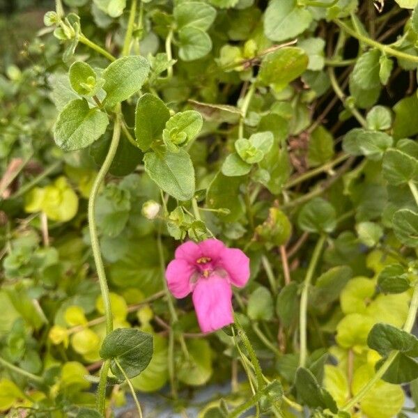 Diascia rigescens Ліст