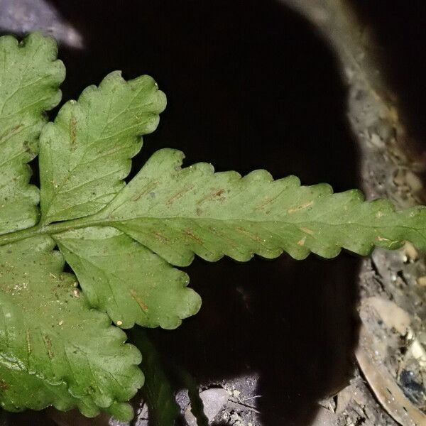 Asplenium macrophlebium Blad