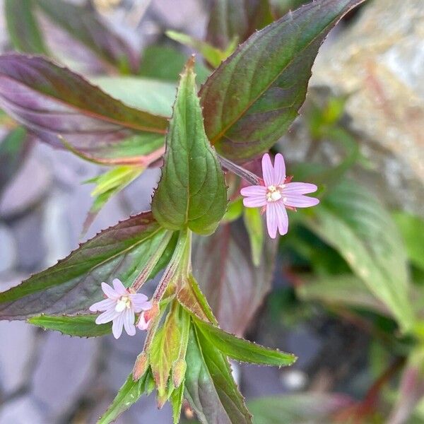 Epilobium ciliatum 花