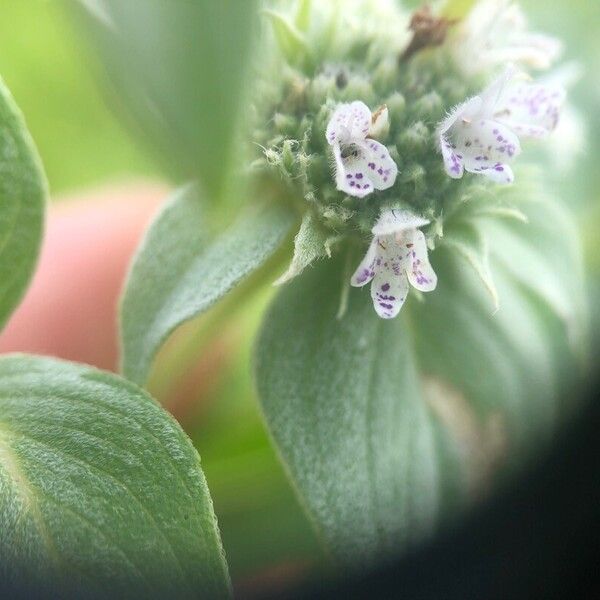 Pycnanthemum muticum Flower