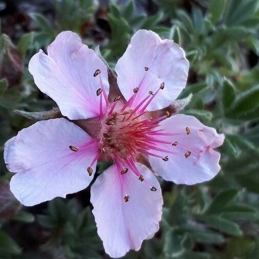 Potentilla nitida Λουλούδι