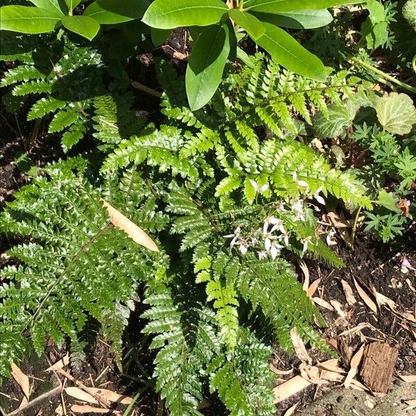 Polystichum braunii Лист