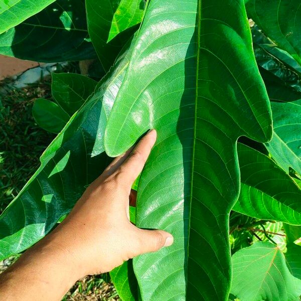 Ficus callosa Blatt