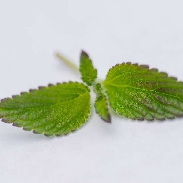 Lantana montevidensis Leaf