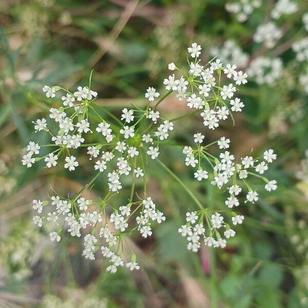 Falcaria vulgaris Flower