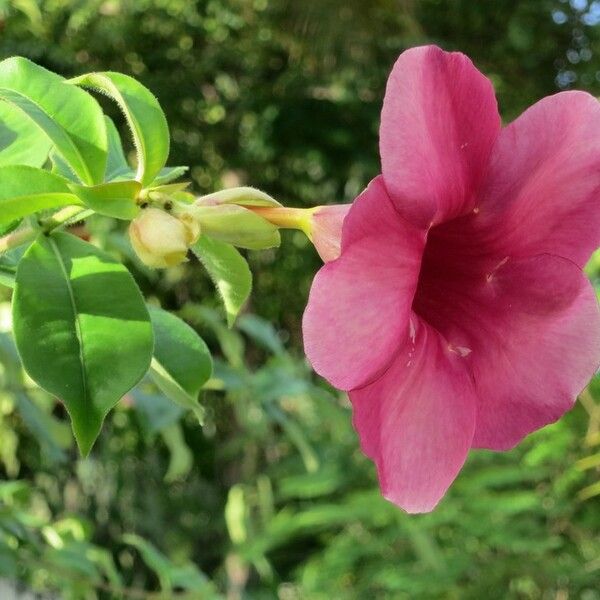 Allamanda blanchetii Blomst