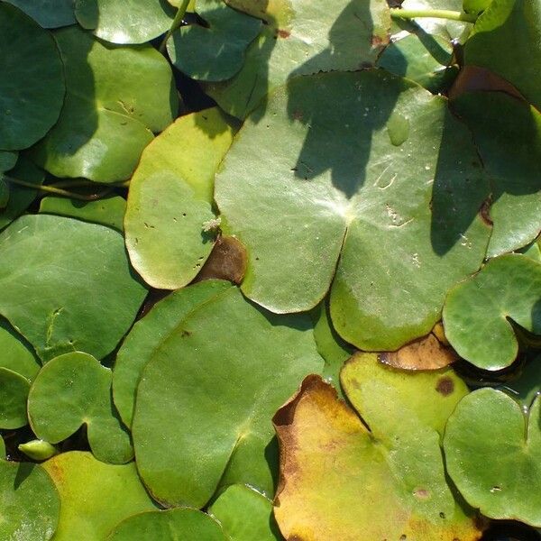 Nymphoides peltata Blatt