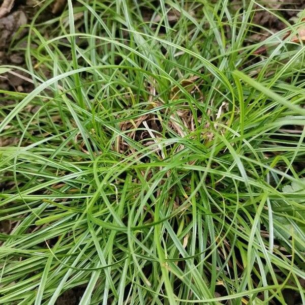 Carex umbrosa Leaf