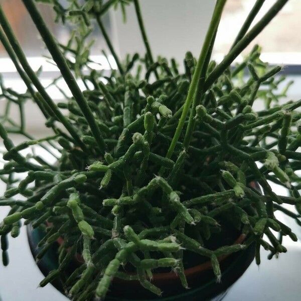 Rhipsalis cereuscula 葉