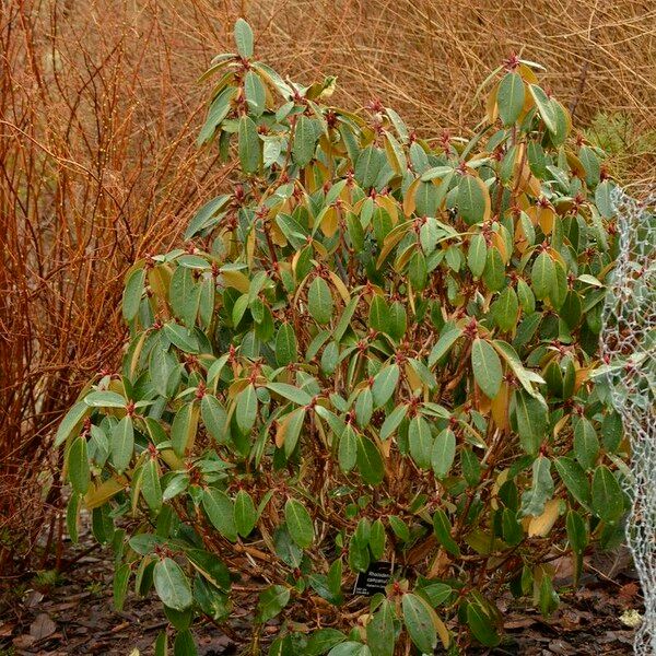 Rhododendron campanulatum Habit