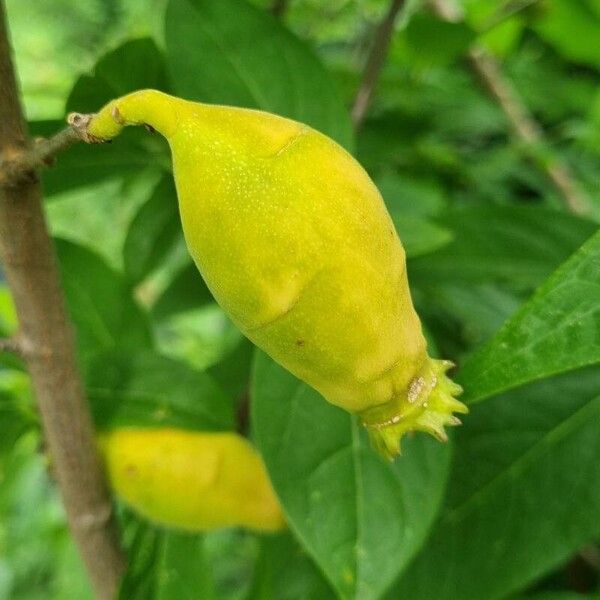 Chimonanthus praecox Fruto