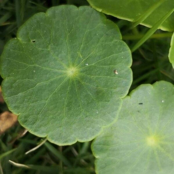 Hydrocotyle vulgaris List