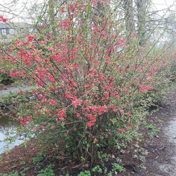 Chaenomeles speciosa Habitus