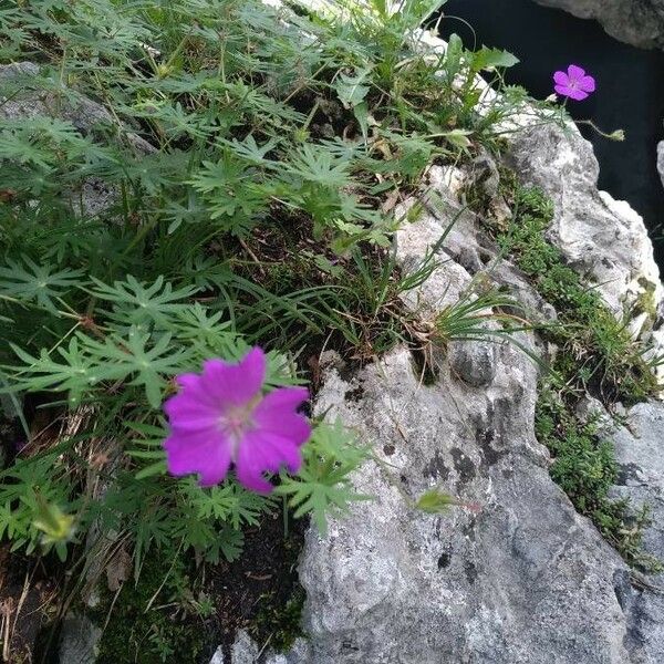 Geranium sanguineum Habitus