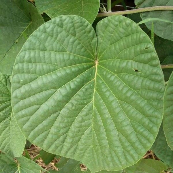 Stictocardia tiliifolia Blatt