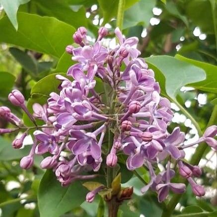 Syringa vulgaris പുഷ്പം