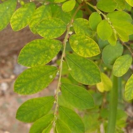 Phyllanthus tenellus Folha