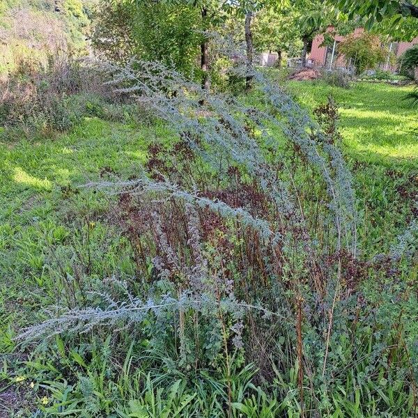 Artemisia absinthium عادت داشتن