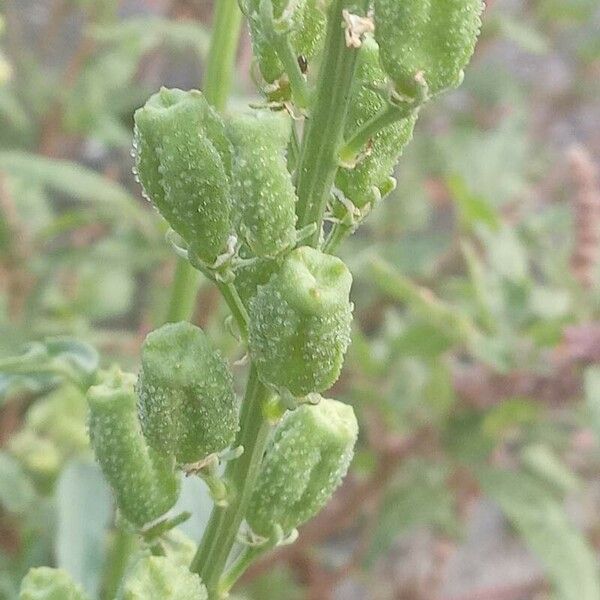 Reseda lutea Plod