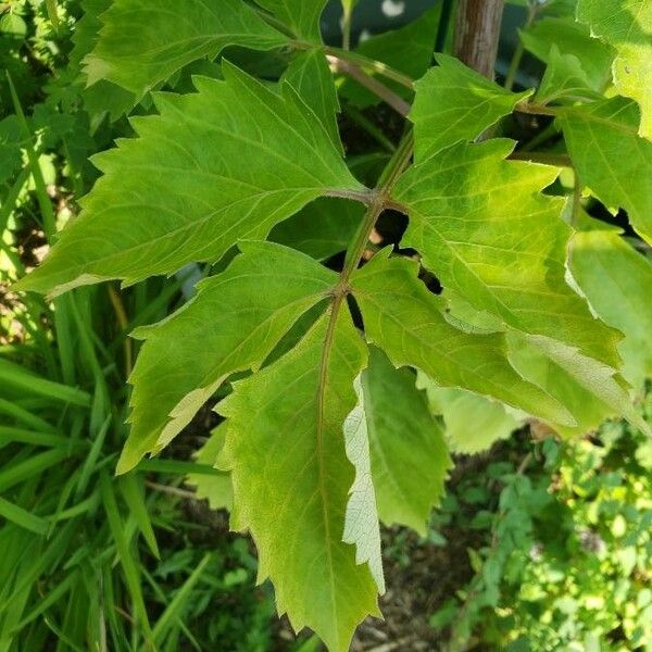 Dahlia pinnata Folha