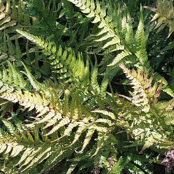 Polystichum luctuosum Liść