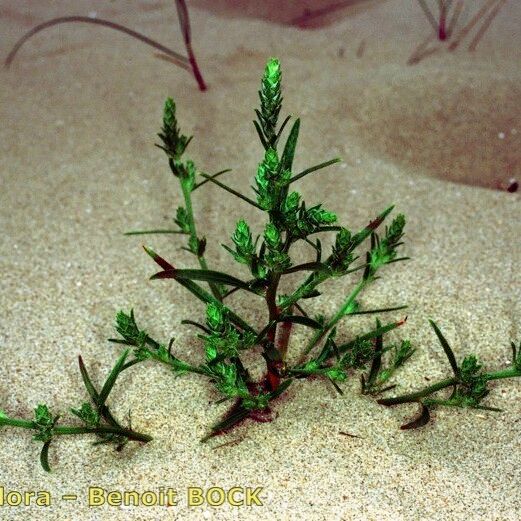 Corispermum pallasii 其他