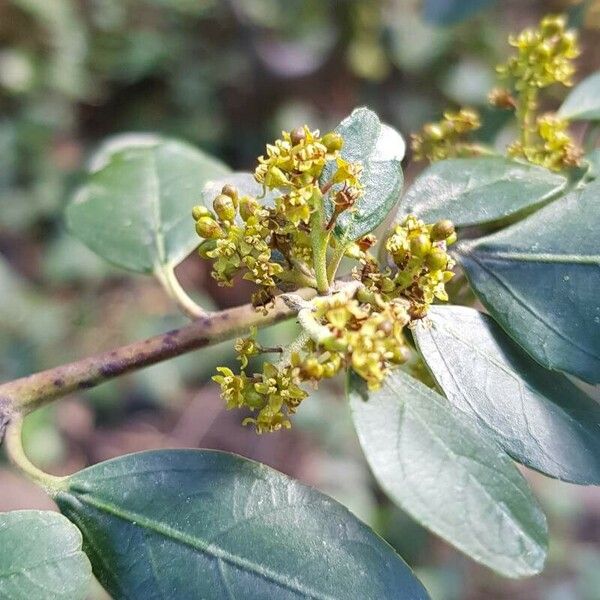 Rhamnus alaternus Кветка