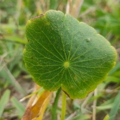 Hydrocotyle verticillata Leaf