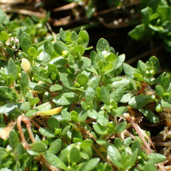 Montia fontana Habit