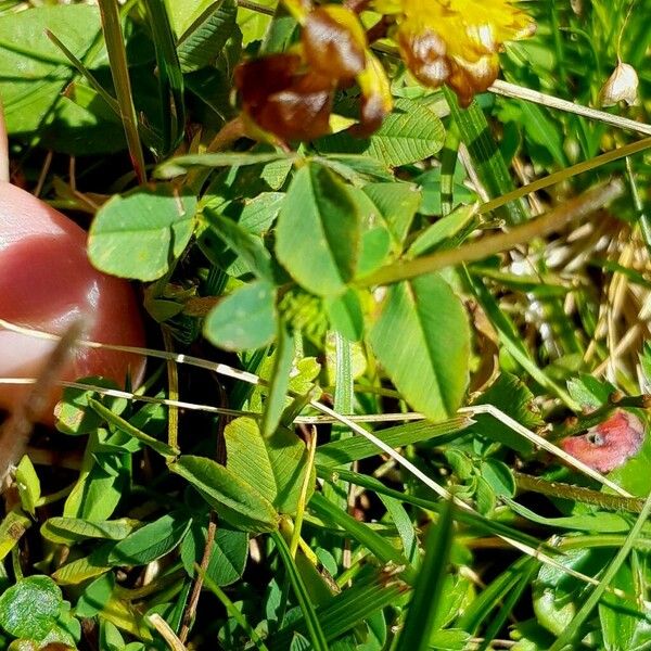 Trifolium badium Φύλλο