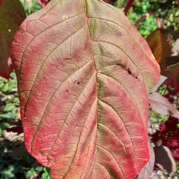 Amaranthus hypochondriacus Листок