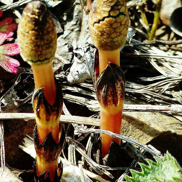 Equisetum arvense Flower