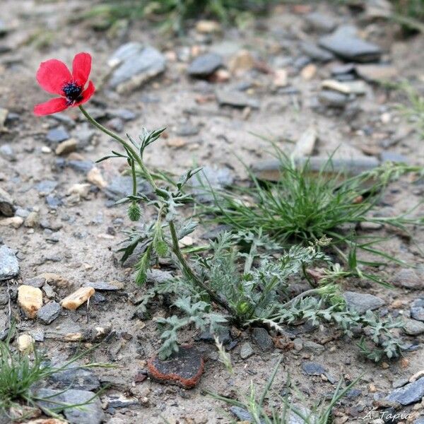 Papaver hybridum Kvet