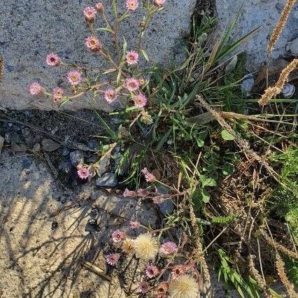 Erigeron acris Habitatea