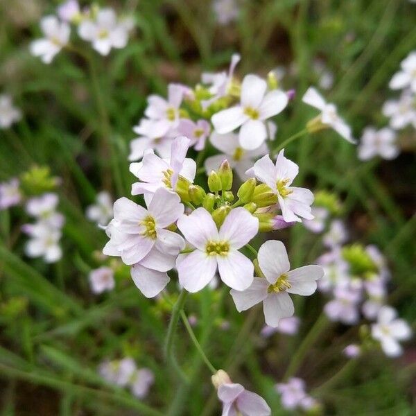 Arabidopsis arenosa Flors
