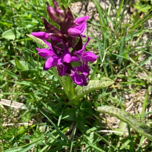 Dactylorhiza majalis Floare